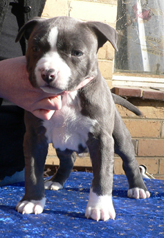 Bellamon Babbling Babs